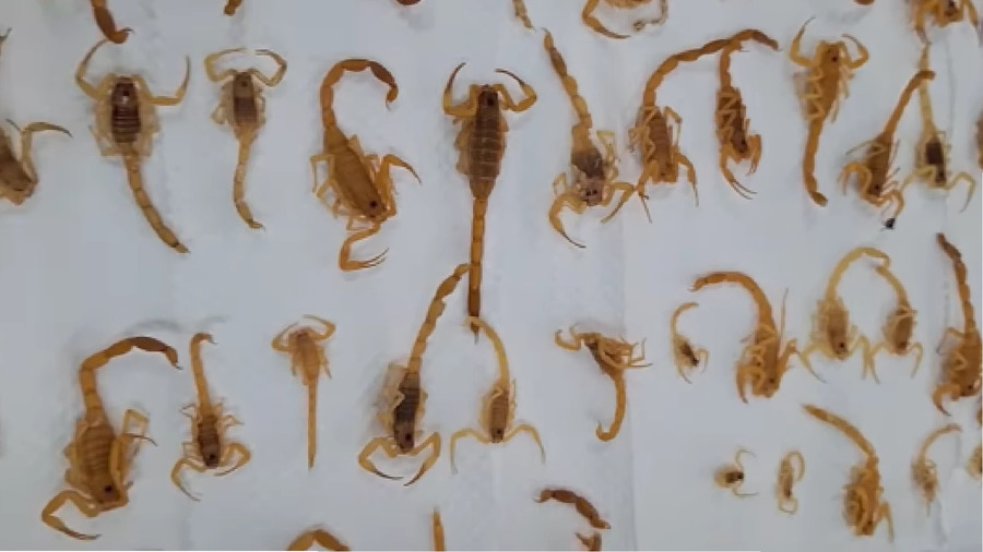 Center 690485f31477d