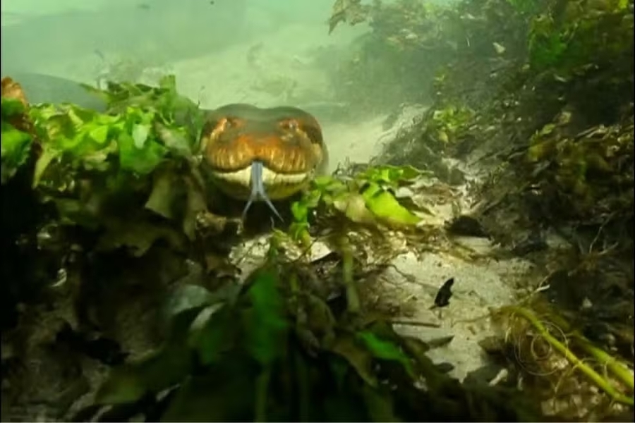 Center para o g1 21 1 